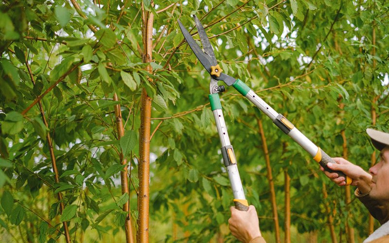 Tree trimming in Gilbert, WV