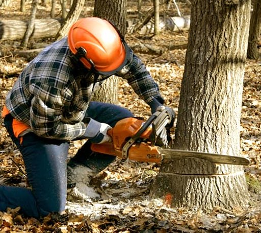 Tree Removal in Gilbert, WV